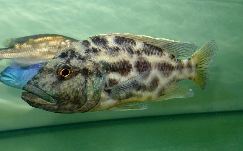 Nimbochromis polystigma